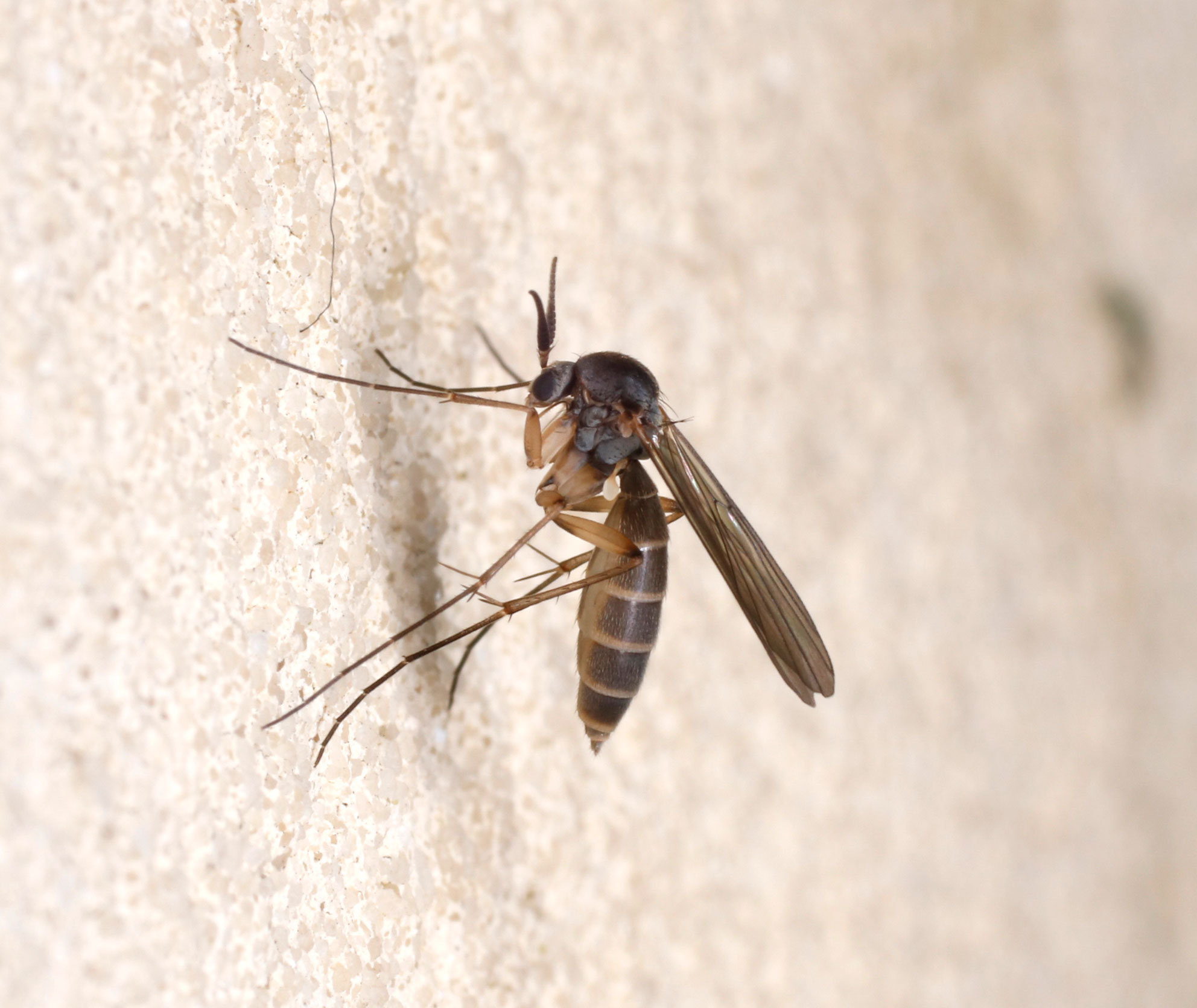 Mycetophilidae: cfr. Stigmatomeria crassicornis, femmina